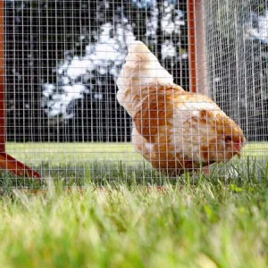 welded-wire-mesh-roll-chicken-coop